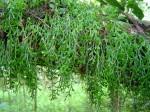 Image result for Asplenium mannii