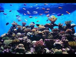 Leave a comment on aquarium live wallpaper. The Best 3d Aquarium Live Wallpaper Hd 3d Aquarium Game Apps For Android Hd 1 Youtube