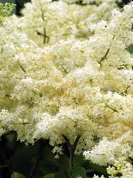 Maybe you would like to learn more about one of these? Japanese Lilac Tree Ivory Silk No 2 Photograph By Jessica Anne