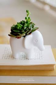 Plant I Picked This Because It S Cute And Also A Good Little Decor To Put Somewhere In A Room Bringing The Room To Life W Plants Succulents Succulent Planter
