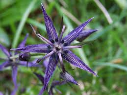 Image result for Swertia welwitschii