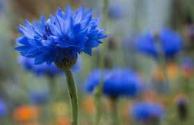 Che ha il colore dell'indaco. Fiordaliso Semina E Coltivazione Un Fiore Da Blog