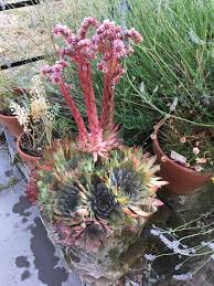 To purchase maxicrop organic tomato fertiliser here is the link :. My Succulent Is Flowering A Lot Gardening