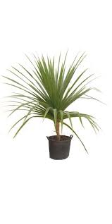 Image result for Pandanus utilis