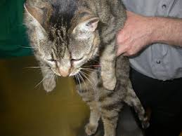Quali sono i professionisti che curano malattia autoimmune? Pemfigo Foliaceo Bolloso Del Cane E Del Gatto Cosa Fare