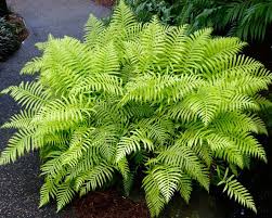 Image result for Blechnum punctulatum
