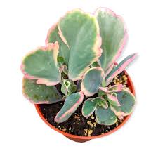 Image result for Kalanchoe fedtschenkoi