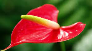 Footage Of Unique Anthurium Flower Stock Footage Video 100 Royalty Free 1027027883 Shutterstock