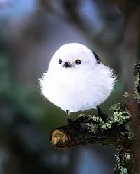 This cute bird is endemic to lowland rainforests of papua islands of waigeo and batanta. Beautiful Birds In The World Posts Facebook