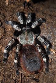 Nhandu chromatus is a gorgeous species of terrestrial tarantula and in this video we take a closer look. Brazilian Red And White Tarantula Wikipedia