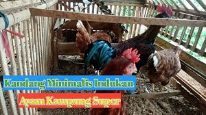 Kandang untuk anak ayam umur sehari sampai berumur 2 bulan.ukuran kandang harus agak lebar agar anak ayam bebas bermain.ukuran kandang sebaiknya = p.120 cm cara memiliki dan memilih indukan dan pacek yang baik bagaimana cara memiliki ayam bangkok yang baik? Kandang Indukan Ayam Kampung Super Sederhana Dan Murah Meriah Youtube