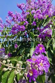 Image result for Lagerstroemia speciosa
