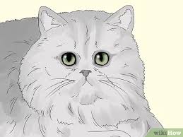 Moreover, each type of persian cat can be subdivided into various subtypes according to their characteristics, comprising a very extensive list. 3 Ways To Identify A Persian Cat Wikihow