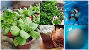 Tutorial cara pembuatan baja organik cecair dari tahi ayam. 5 Cara Menyuburkan Tanaman Guna Sisa Bahan Dapur Je Jimat Selamat Bebas Bahan Kimia