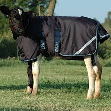 Amigo Foal Blanket