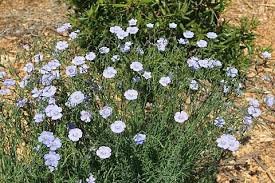 Image result for Linum
