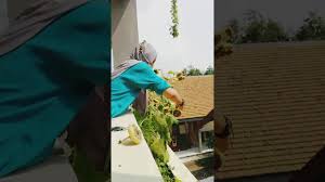 Plastik kresek, kawat,lem tembak dan besi untuk batang ditengah tengah.cara membuatnya. Bunga Matahari Jumbo Youtube