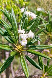 Image result for Pachycarpus eximius