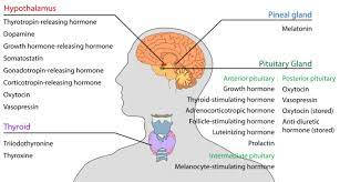 Overview Of The Endocrine System Boundless Anatomy And Physiology