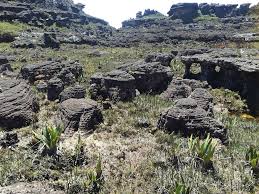 Image result for Tephrosia montana