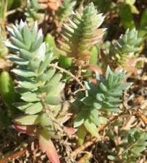 Image result for Chenolea