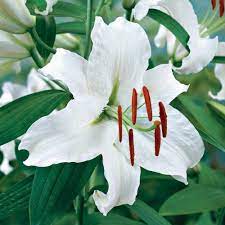 Lily Casablanca An Oriental Lily With Elegant Snow White Flowers That Will Perfume Your Entire Summer Garden The Bloss Oriental Lily Lily Bulbs Bulb Flowers