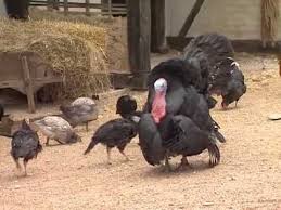La ferme des animaux de john halas, joy batchelor durée : Les Animaux De La Ferme Youtube Animaux De La Ferme Animaux Et Des Vaches