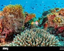 Imagen de Underwater landscape in Maldives