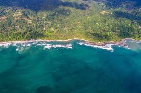 Image result for Nicolasia costata