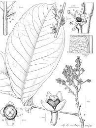 Image result for Vepris renieri