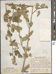 Image result for Abutilon englerianum