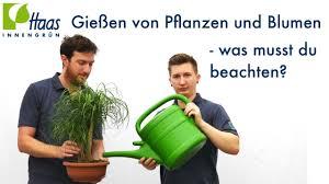 Lediglich bei sehr trockenem und heißem wetter ist das wässern notwendig, da bei wochenlang ausbleibendem regen selbst ein kräftiger gewitterschauer für die wasserversorgung nicht ausreicht. Pflanzen Zimmerpflanzen Und Blumen Giessen Woran Erkennt Man Ob Man Giessen Muss Youtube