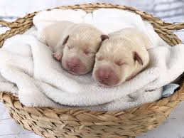 Welcome to muddy river labs. Champagne Lab Puppies For Sale Silver And Charcoal Kennels