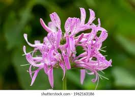 Image result for Hypoestes sp. aff. aristata B