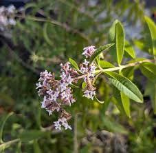 Image result for Aloysia citrodora