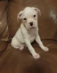 These playful boxer puppies are intelligent & friendly. Boxer Puppy For Sale Adoption Rescue For Sale In Moro Illinois Classified Americanlisted Com