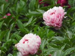 The pink pursuits bouquet is perfectly sweet and truly charming, casting its spell with each blushing bloom. Beautiful Flowers Bloom In Beijing Botanical Garden Cgtn
