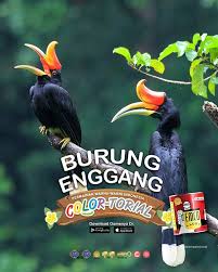 #enggang #burungkalimantan #rangkong burung cantik ini sudah sulit untuk dijumpai di alam bebas akibat rusaknya habitat dan perburuan oleh manusia. Lukisan Burung Enggang Cikimm Com
