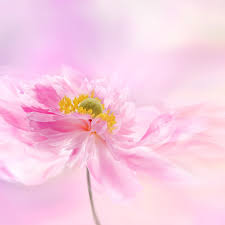 52 background images flowers pink images in full hd, 2k and 4k sizes. Pink Flower Wallpaper 4k Pink Background Blossom Flowers 2049