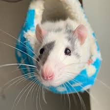 Rat Care And Training On Instagram Stitch Rat Rats Petrat Fancyrat Ratsaspets Ratsofig Ratsofinsta Ratsofinstagram Ra Pet Rats Rat Care Rats