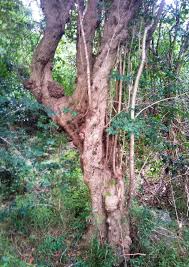 Image result for Canthium inerme