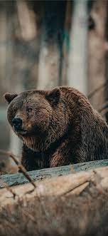 Follow the vibe and change your wallpaper every day! Best Bear Iphone X Hd Wallpapers Ilikewallpaper