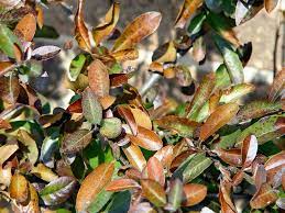 Azaleas Are Brown What To Do Gardening Q A With George Weigel Pennlive Com