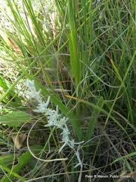 Image result for Habenaria filicornis
