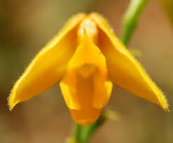 Image result for Polystachya bennettiana