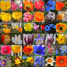 classification of flowering plants different types of