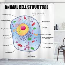 How to make a cell model with home objects. Ambesonne Educational Shower Curtain Microbiology Theme Animal Cell Structure Genetic Research School Study Science Cloth Fabric Bathroom Decor Set With Hooks 70 Long Multi Sc 40720 Buy Online At Best Price In Uae