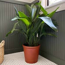 Image result for Aspidistra