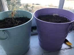 If your tree is dying, (and/or is dead… deceased… passed away… kaput… or no longer among the living, then a number of possibilities present themselves as to how it may arrived at that condition: My Bonsai Tree Is Dying Gardening Landscaping Stack Exchange