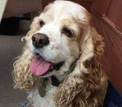 Adopt Freckles On Petfinder In 2020 Cocker Spaniel Rescue Cocker Spaniel Dog Cocker Spaniel